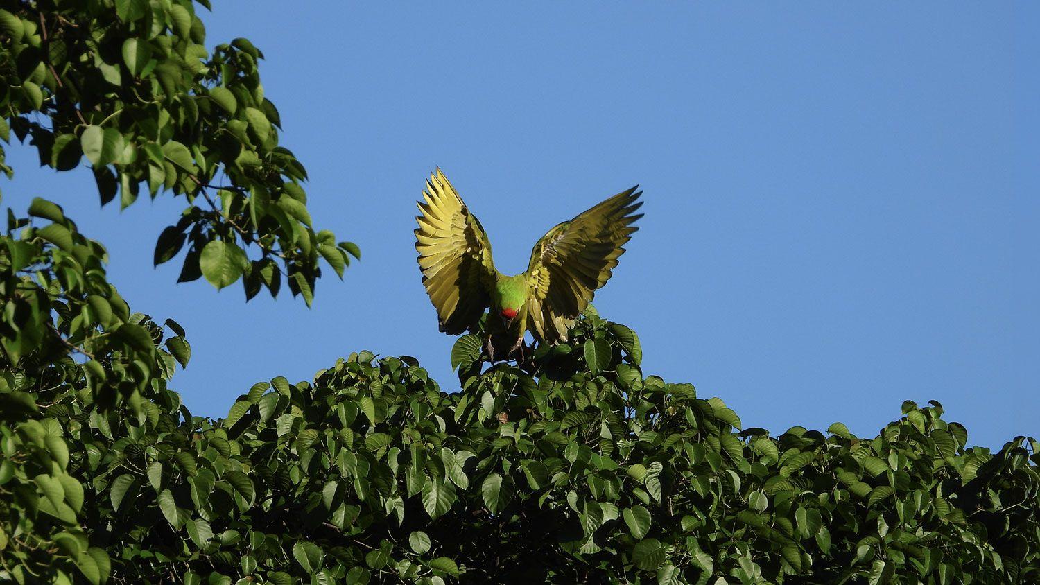 Birdwatching in Panama: Great Green Macaw in Cerro Hoya